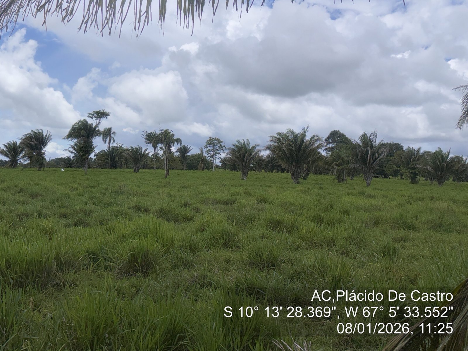 Pastagem de Brachiaria com divisão de piquetes